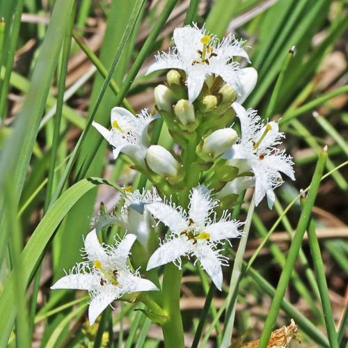 White flower with hair, lime-yellow stigma and style, brown anthers, yellow-white buds, green stems, sepals and leaves.