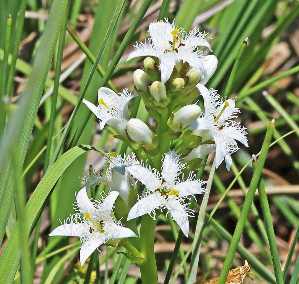 White flower with hair, lime-yellow stigma and style, brown anthers,  yellow-white buds, green stems, sepals and leaves.