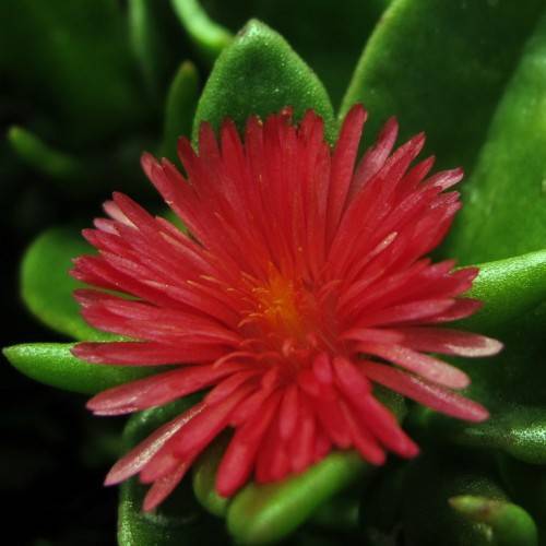 glossy, red flower with orange stamens, and fleshy, green leaves