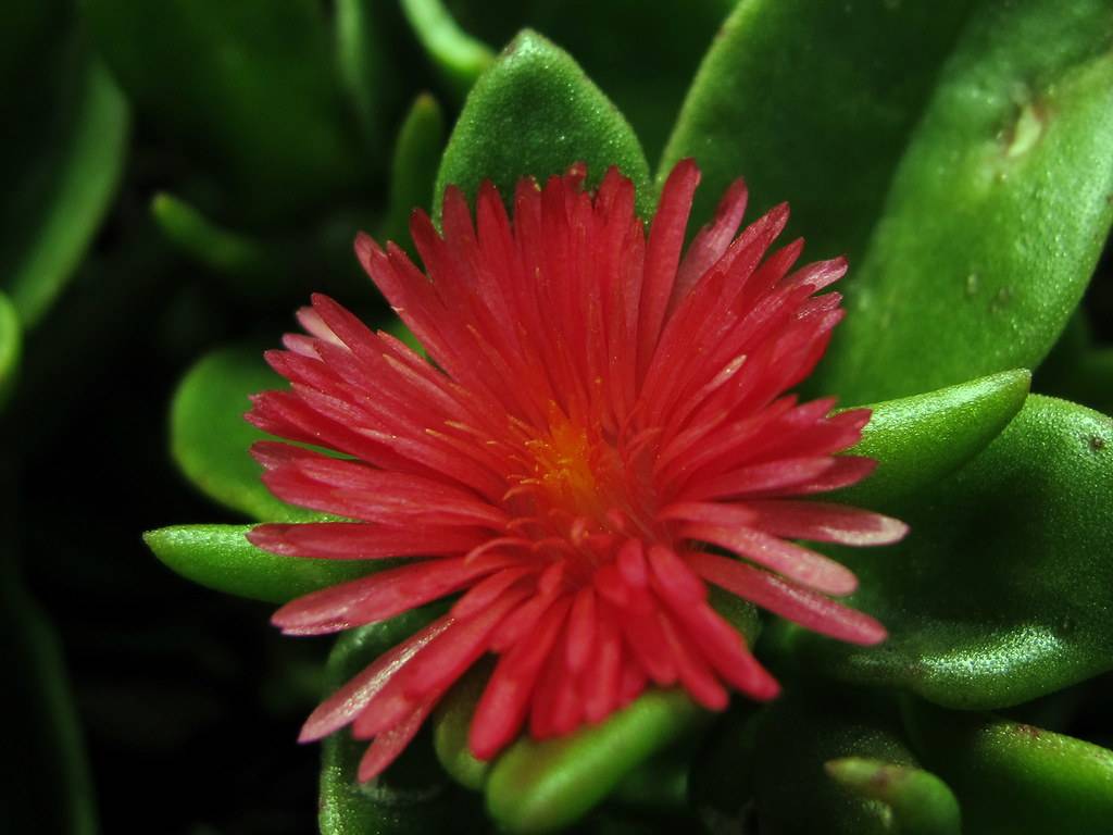 glossy, red flower with orange stamens, and fleshy, green leaves