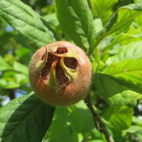 green, smooth leaves with round, brownish-green, hairy fruit