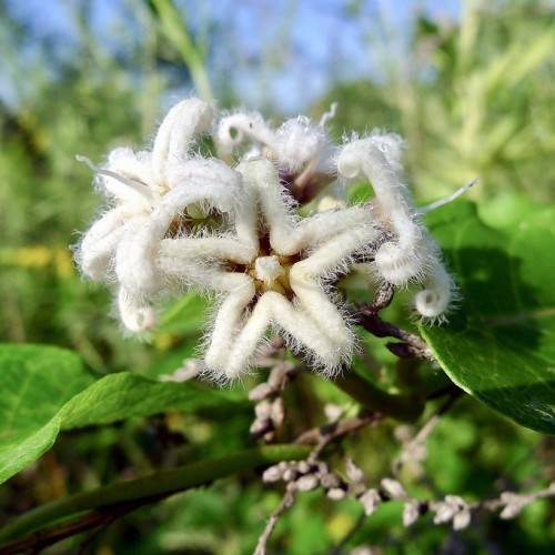 cluster of small, white, feathery, star-shaped flowers with long white stigmas, and green leaves