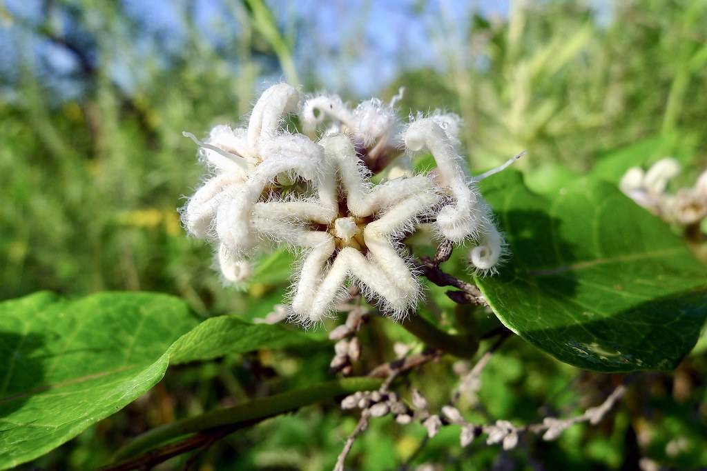 cluster of small, white, feathery, star-shaped flowers with long white stigmas, and green leaves