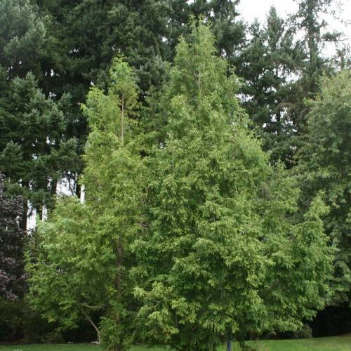 green foliage on brown branches and trunks