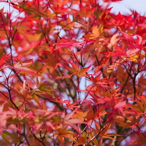 red-orange leaves on dark-brown stems and branches