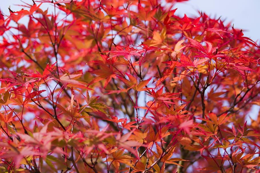 red-orange leaves on dark-brown stems and branches