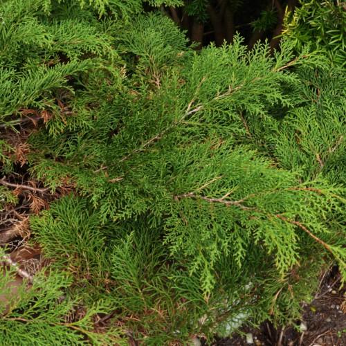 Green-yellow leaves with brown stems and branches.