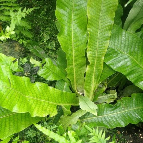 Green leaves with dark-green veins, yellow midrib and blades.