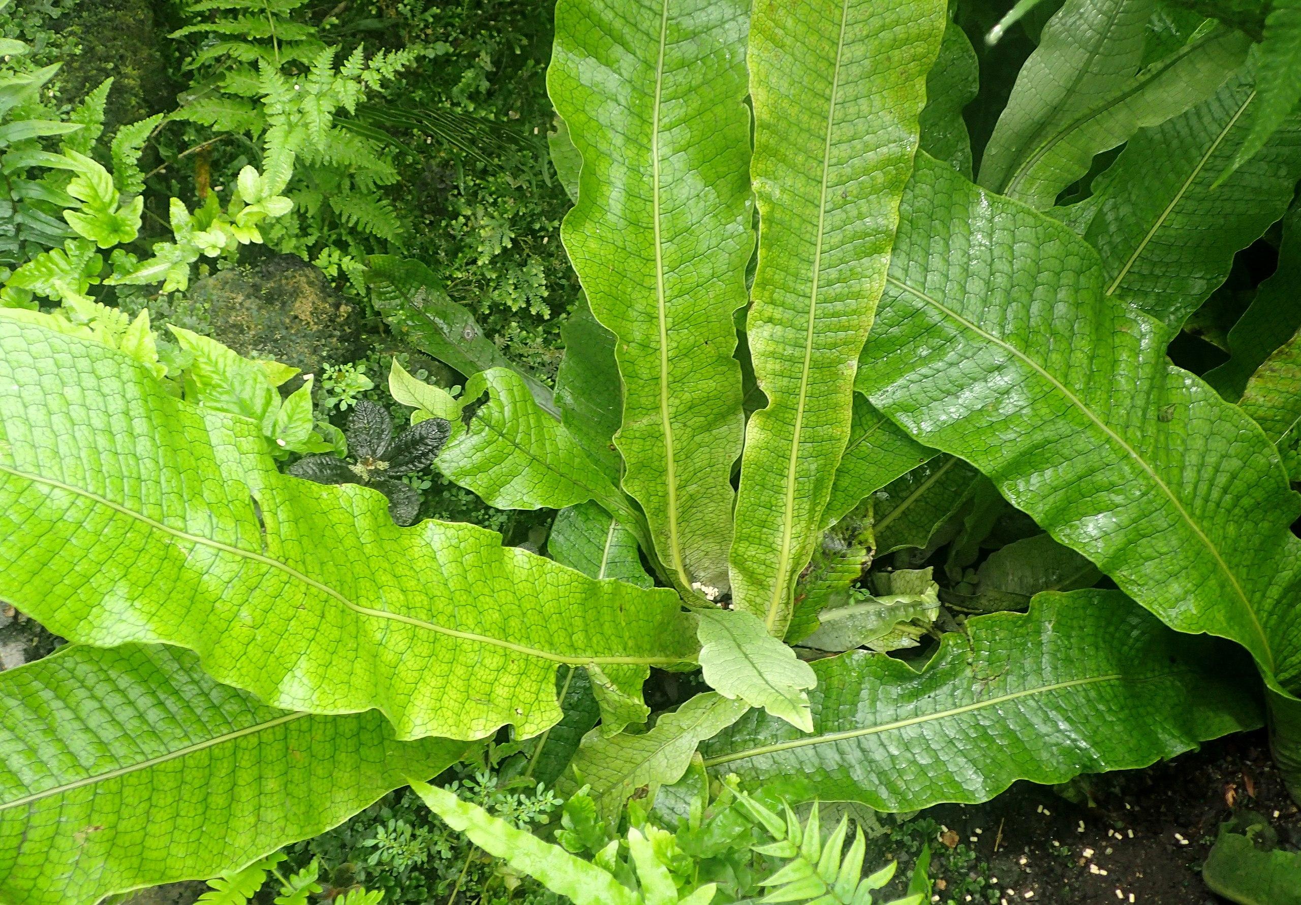 Green leaves with dark-green veins, yellow midrib and blades.