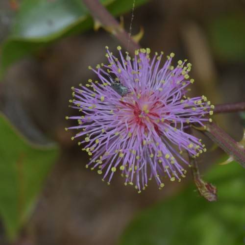 ball-shaped, small, purple flower with tiny, thread-like, purple petals, and brown stem