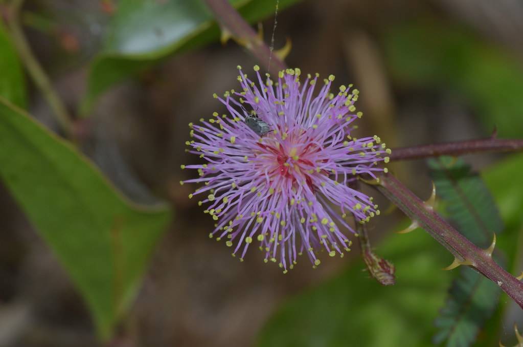 ball-shaped, small, purple flower with tiny, thread-like, purple petals, and  brown stem