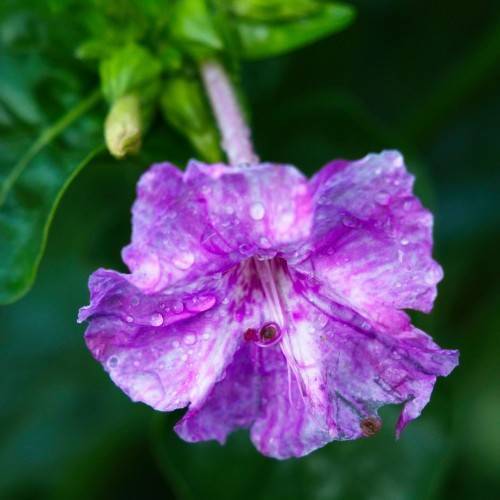 dewy, purple-white flower with purple stamens and purple petiole, and shiny, green leaves