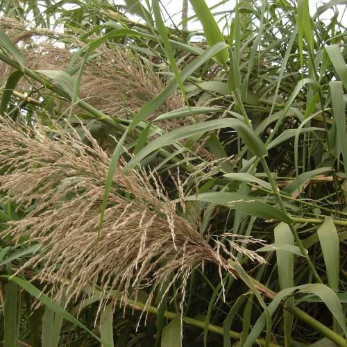 Green leaves with stems and beige samaras.