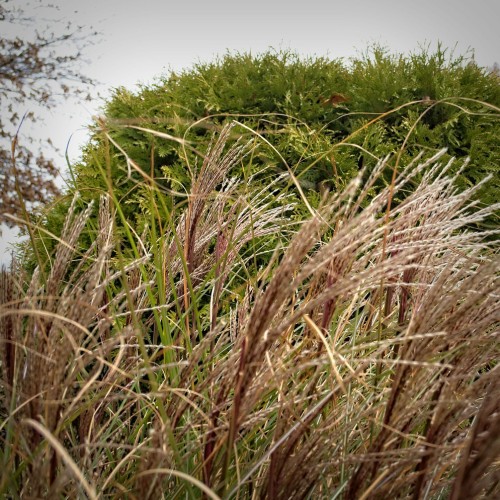 Off-white spikelet with green leaves and brown stems.