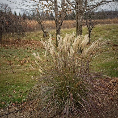Off-white spikelet with dark-brown stems and green-maroon leaves.