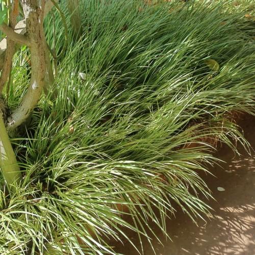 Long grass-type green leaves and beige stem