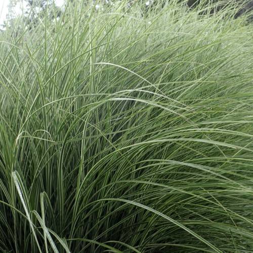 light-green foliage