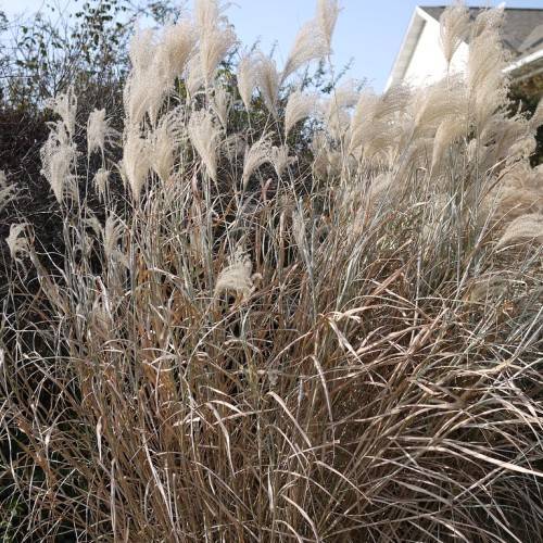 off-white flowers with beige-brown foliage
