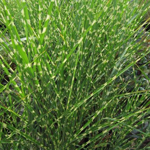 green, narrow, long leaves with pale-white tints