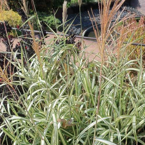 long, narrow, green-white striped leaves