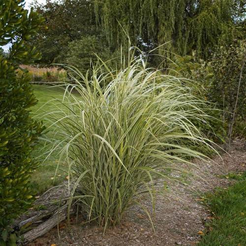 long, narrow, pale-green, spear-like foliage
