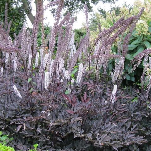 light-pink flowers with gray-pink leaves and dark-brown stems