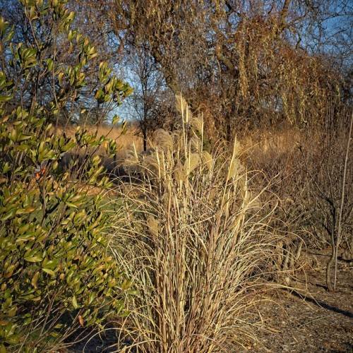 dense clump with slender and arching champion-brown leaves