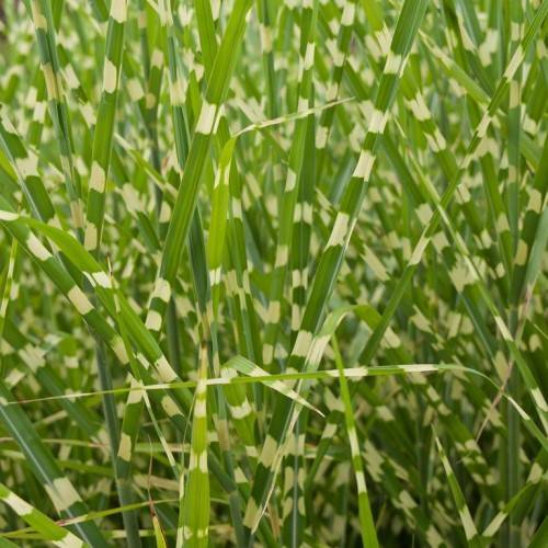 long, narrow, green, upright blades with creamy-white tints