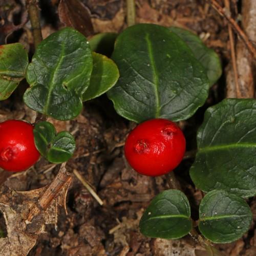 Red fruit with dark-green leaves, green midrib and brown stems