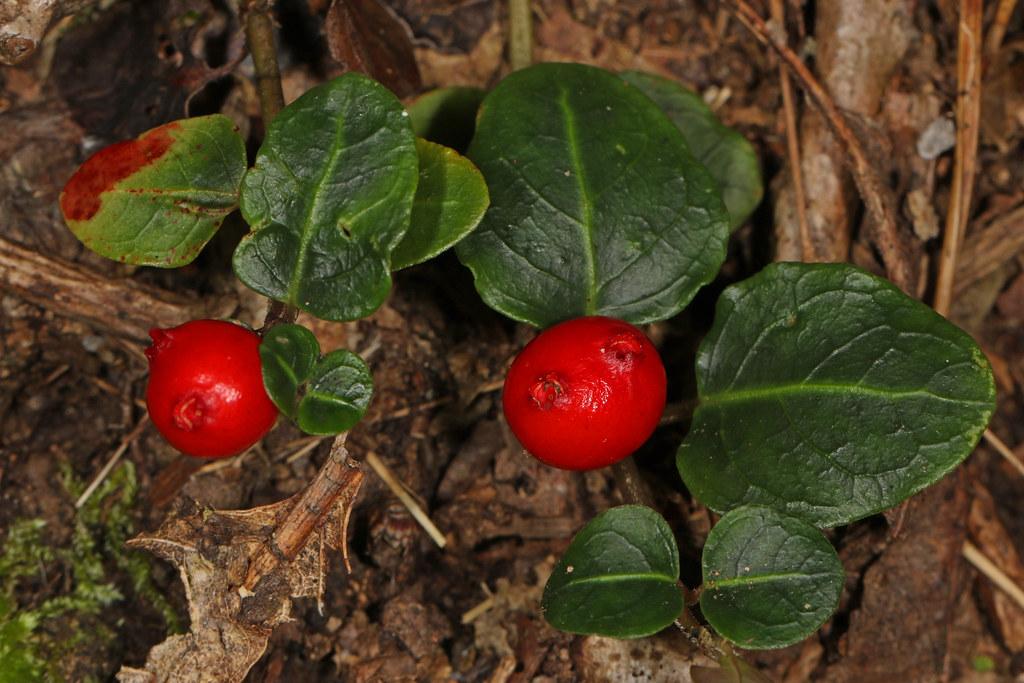 Red fruit with dark-green leaves, green midrib and brown stems