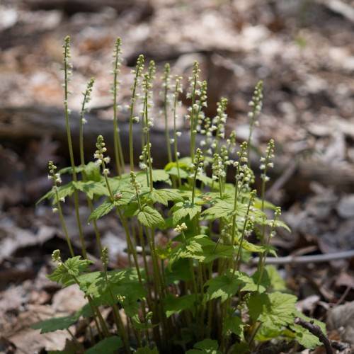 small, pale-white, delicate flowers along pale-green stem, and round, lobed, green, small leaves