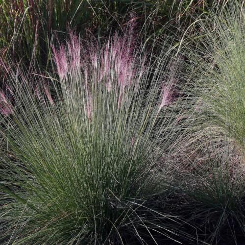 Purple-white spikelet with green stems and leaves.