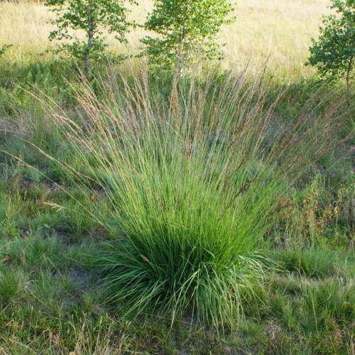 green stems and leaves.
