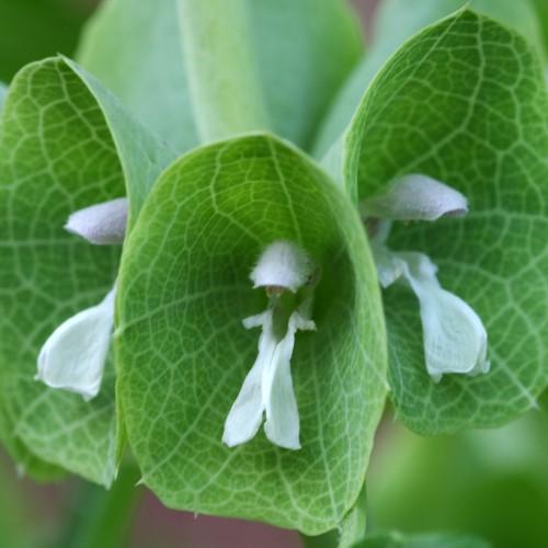 White flowers with hair, green center and leaves, light-green veins.and anthers