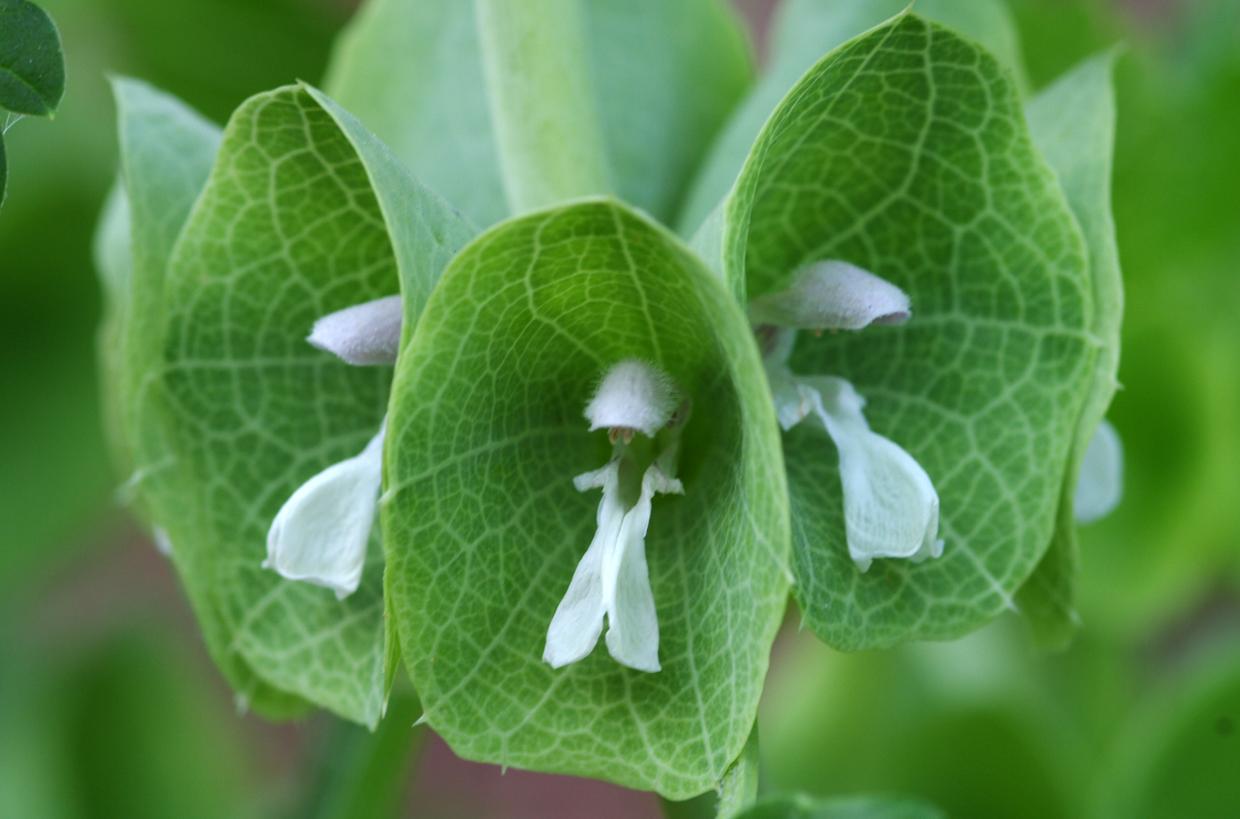 White flowers with hair, green center and leaves, light-green veins.and anthers
