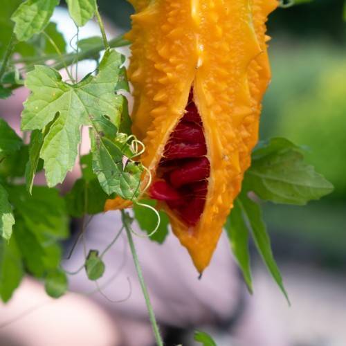 rough, capsules-shaped, orange fruit with red seed, and green palmate-like leaves
