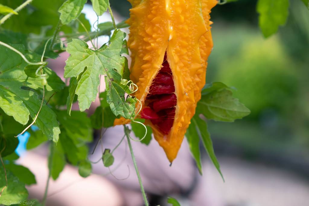 rough, capsules-shaped, orange fruit with red seed, and green palmate-like leaves