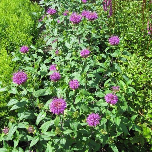 Purple flowers with beige center, green leaves and stems, yellow mirdib and veins.