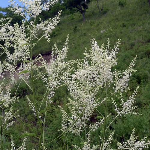 Tiny white flowers, growing on a green stem and green leaves.