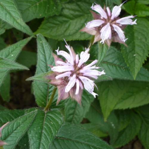 tubular, two-lipped, purple-white flowers with shiny, green, cordate leaves