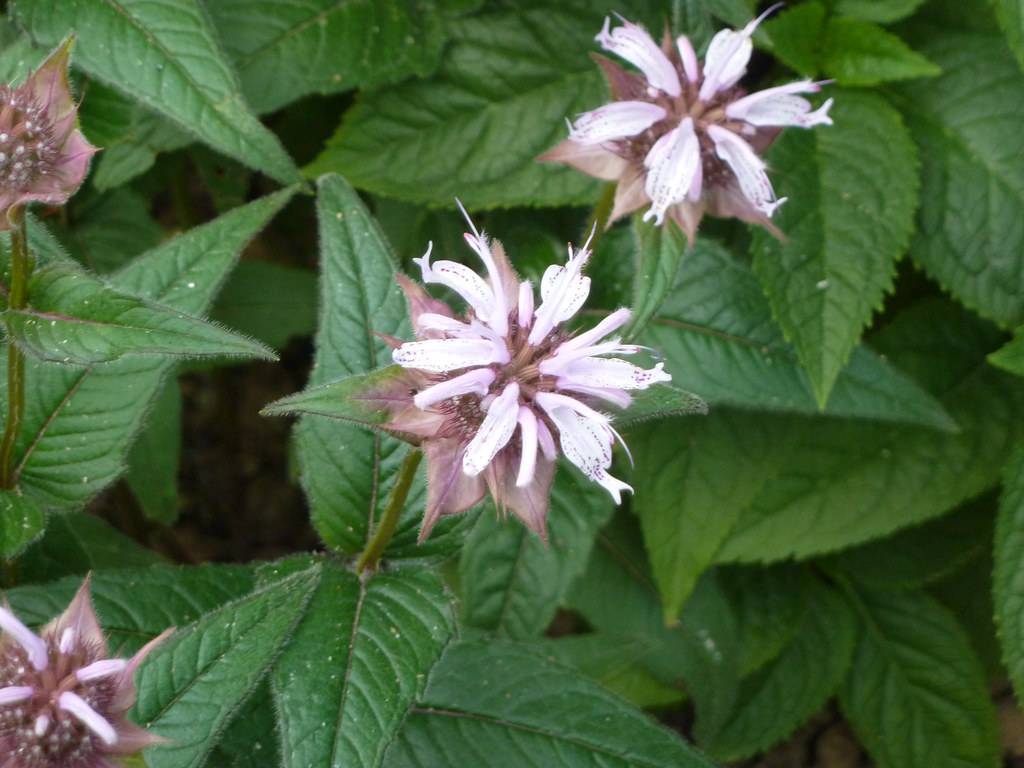 tubular, two-lipped, purple-white flowers with shiny, green, cordate leaves