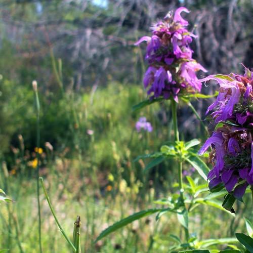 Purple flowers with green sepalsm stems and leaves,