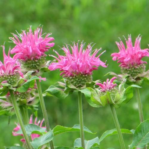 pink flowers with green, slender, smooth stems, and green, curvey leaves