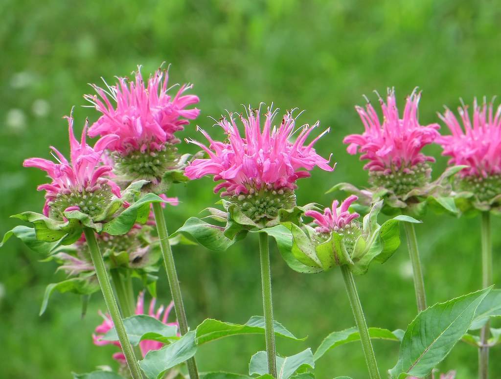 pink flowers with green, slender, smooth stems, and green, curvey leaves