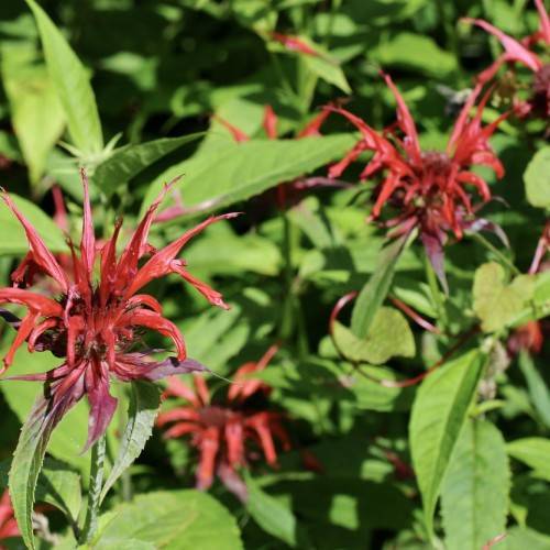 showy, tubular, deep-red, two-lipped flowers with lanceolate, green leaves, and green stems
