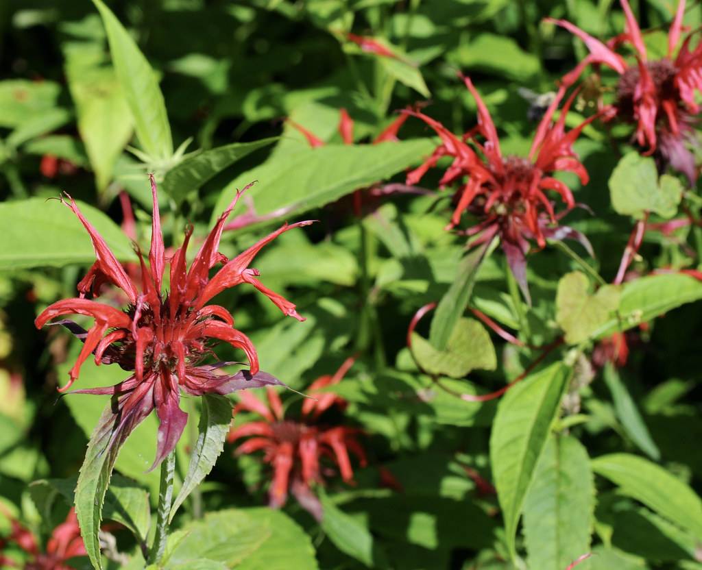 showy, tubular, deep-red, two-lipped flowers with lanceolate, green leaves, and green stems