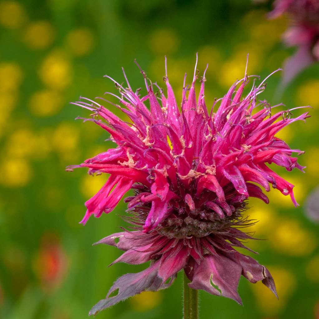 dark-pink flower with green stem