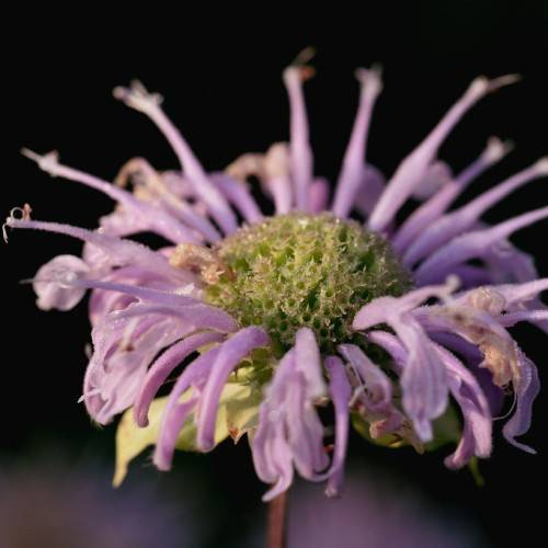 showy, tubular, velvety, purple flower with pale-green sepal, and pale-green stamens