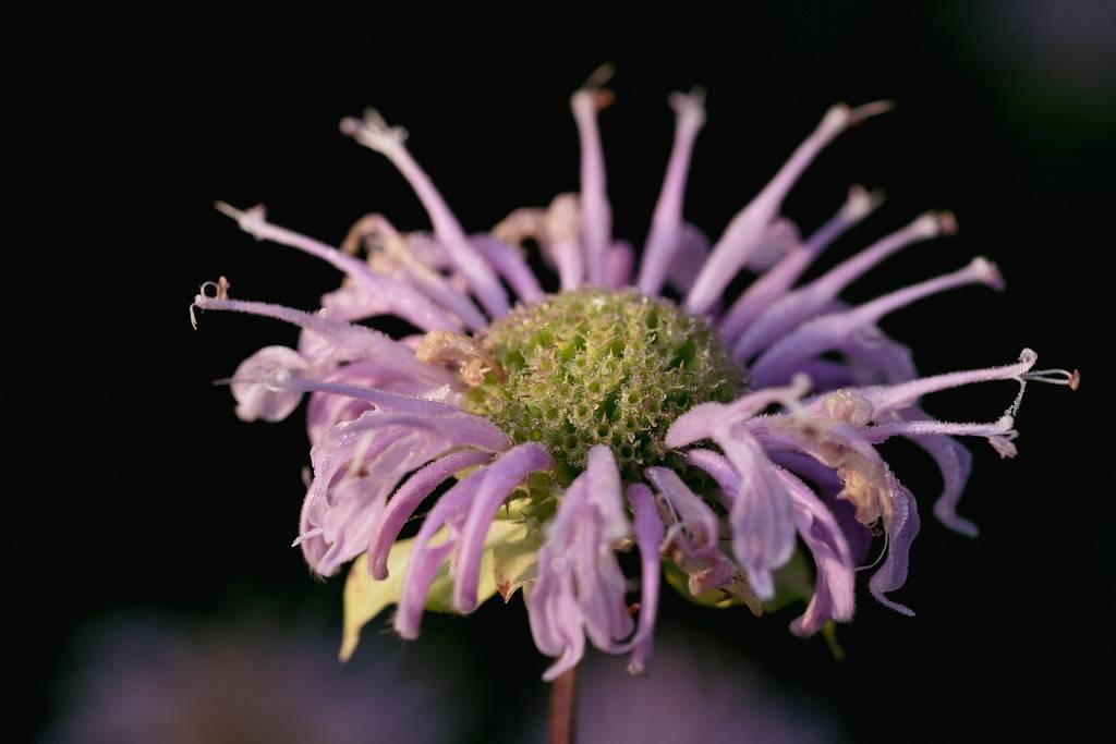 showy, tubular, velvety, purple flower with pale-green sepal, and pale-green stamens