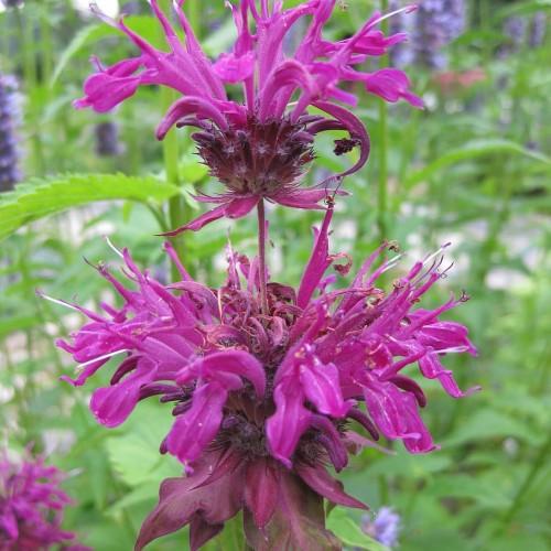 Purple flowers with stems, purple anthers, white filaments.